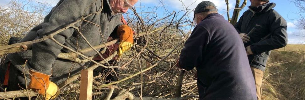 Hedge Laying